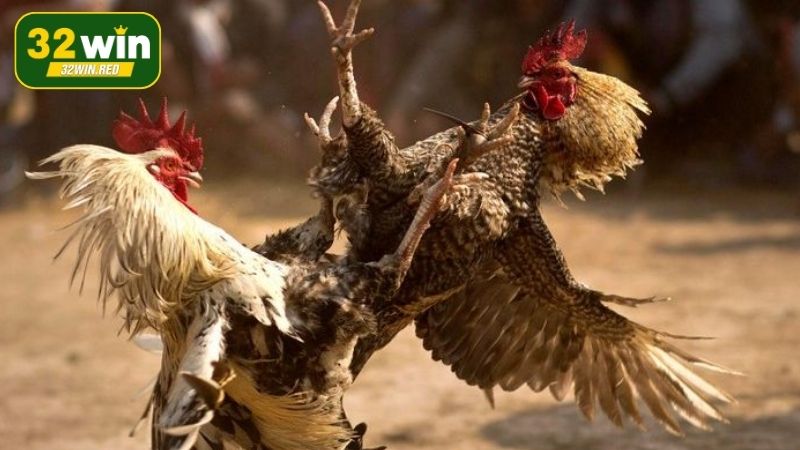 Kinh nghiệm cá cược đá gà chắc thắng tại 32Win